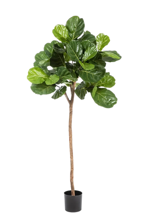 Künstliche Geigenfeige - Leni, 200 cm, Kunstbaum von aplanta, mit Echtholzstamm, in Natur, für drinnen