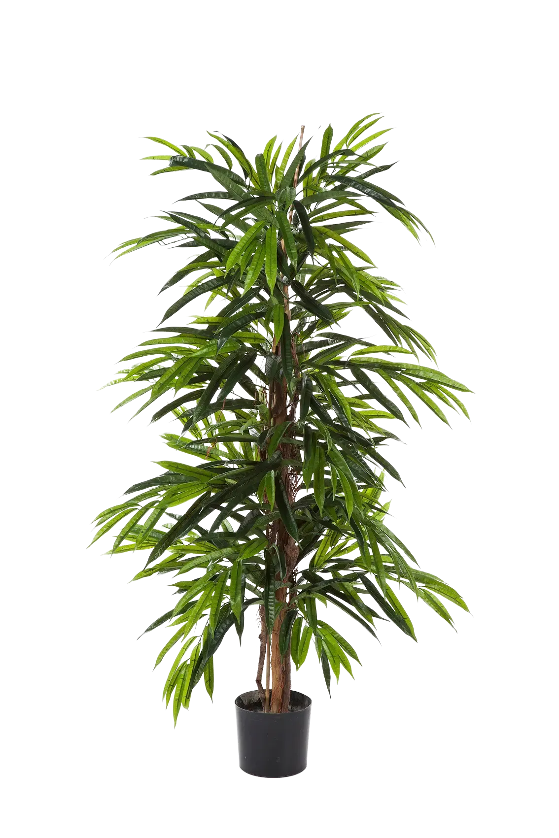 Künstliche Longifolia - Marvin, 210 cm, Kunstbaum von aplanta, in Natur, für drinnen