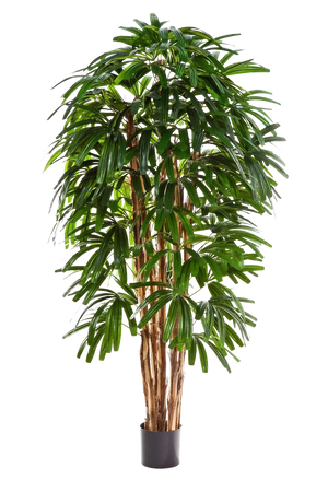 Künstliche Steckenpalme - Noemi, 210 cm, Kunstbaum von aplanta, in Natur, für drinnen