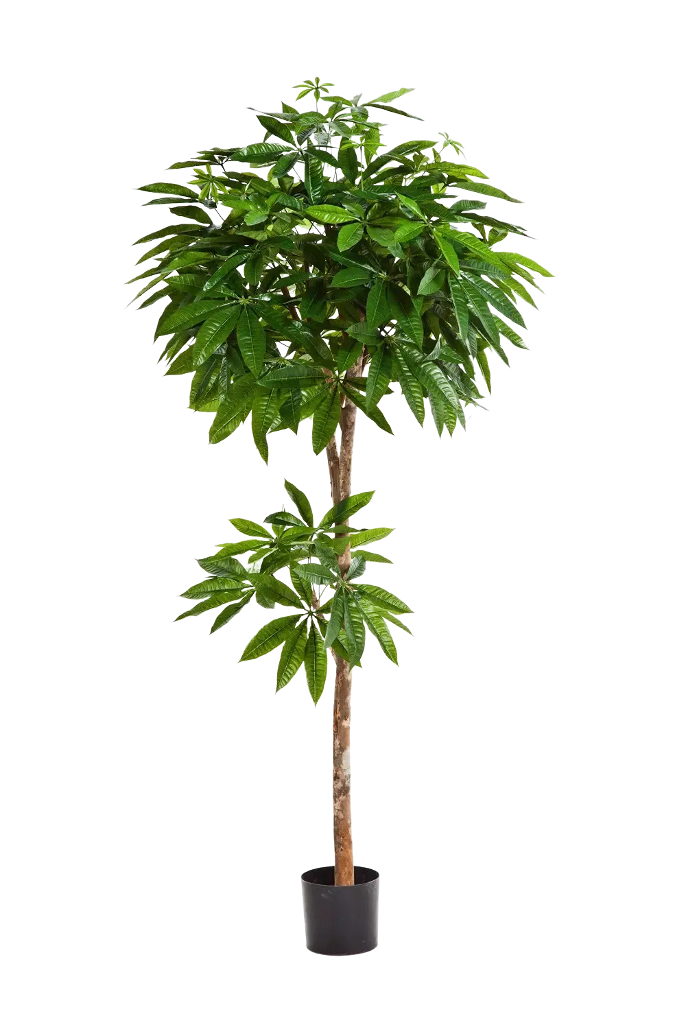 Künstliche Pachira - Natalia, 180 cm, Kunstbaum von aplanta, mit Echtholzstamm, in Natur, für drinnen