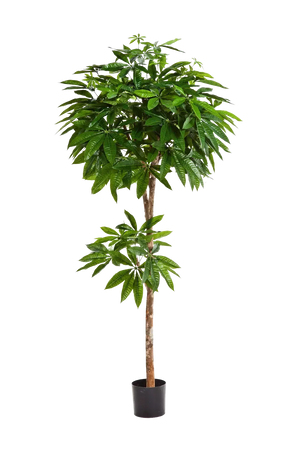 Künstliche Pachira - Natalia, 180 cm, Kunstbaum von aplanta, mit Echtholzstamm, in Natur, für drinnen