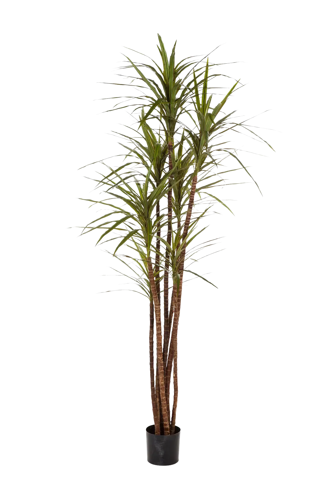 Künstlicher Drachenbaum - Noa, 180 cm, Kunstbaum von aplanta, für drinnen
