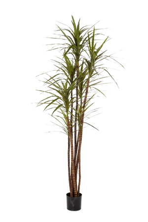 Künstlicher Drachenbaum - Noa, 180 cm, Kunstbaum von aplanta, für drinnen