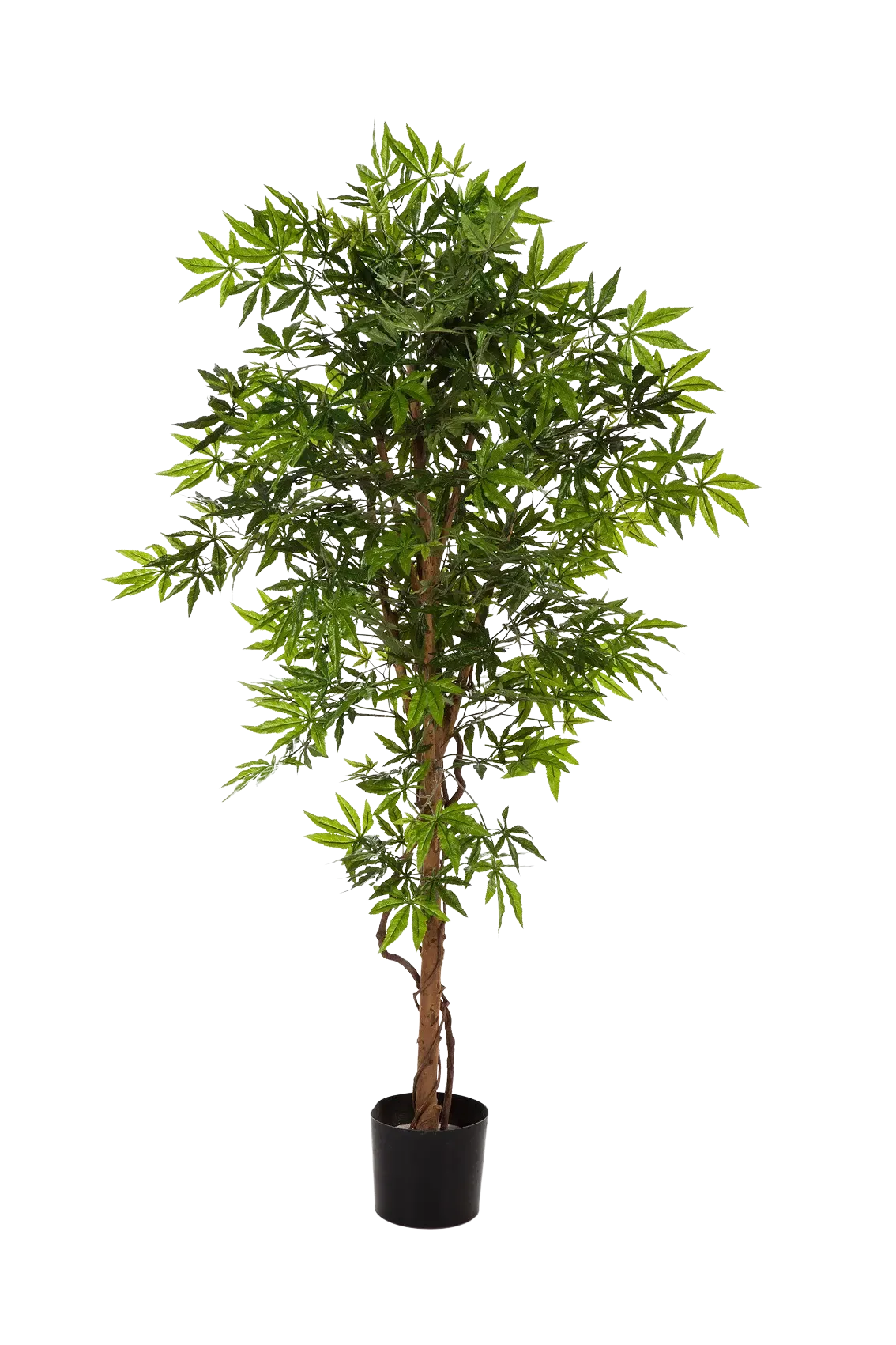 Künstlicher Japanischer Ahorn - Ottilie, 210 cm, Kunstbaum von aplanta, in Natur, für drinnen