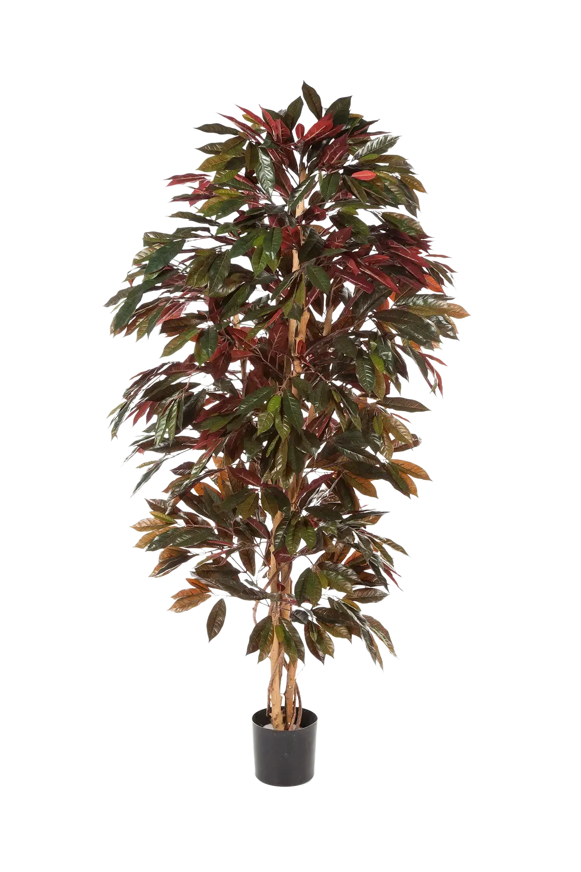 Künstlicher Capensia-Baum - Oliver, 210 cm, Kunstbaum von aplanta, für drinnen