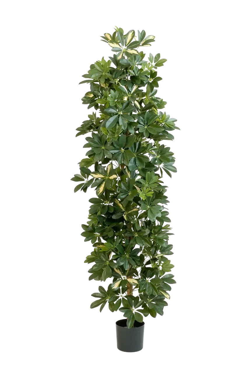 Künstlicher Schefflera Baum - Osman, 180 cm, Kunstbaum von aplanta, für drinnen