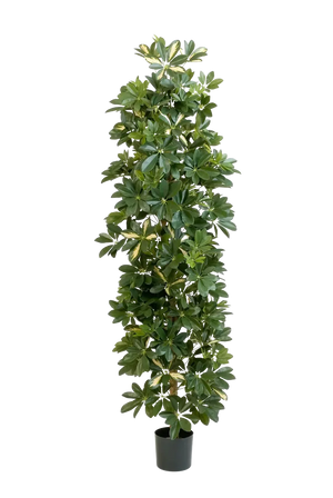 Künstlicher Schefflera Baum - Osman, 180 cm, Kunstbaum von aplanta, für drinnen