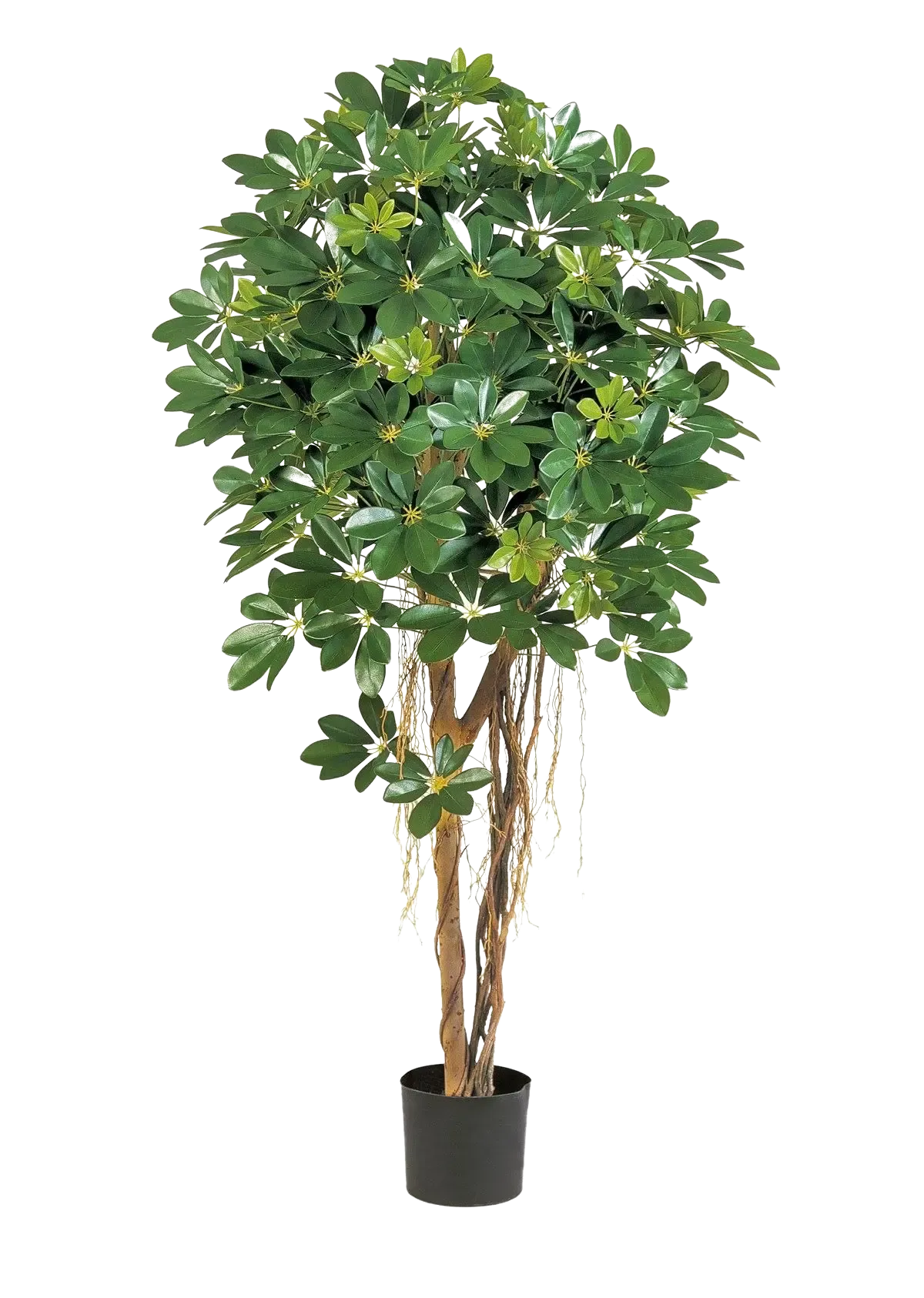 Künstliche Schefflera - Olaf, 170 cm, Kunstbaum von aplanta, in Natur, für drinnen