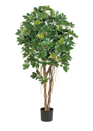 Künstliche Schefflera - Olaf, 170 cm, Kunstbaum von aplanta, in Natur, für drinnen