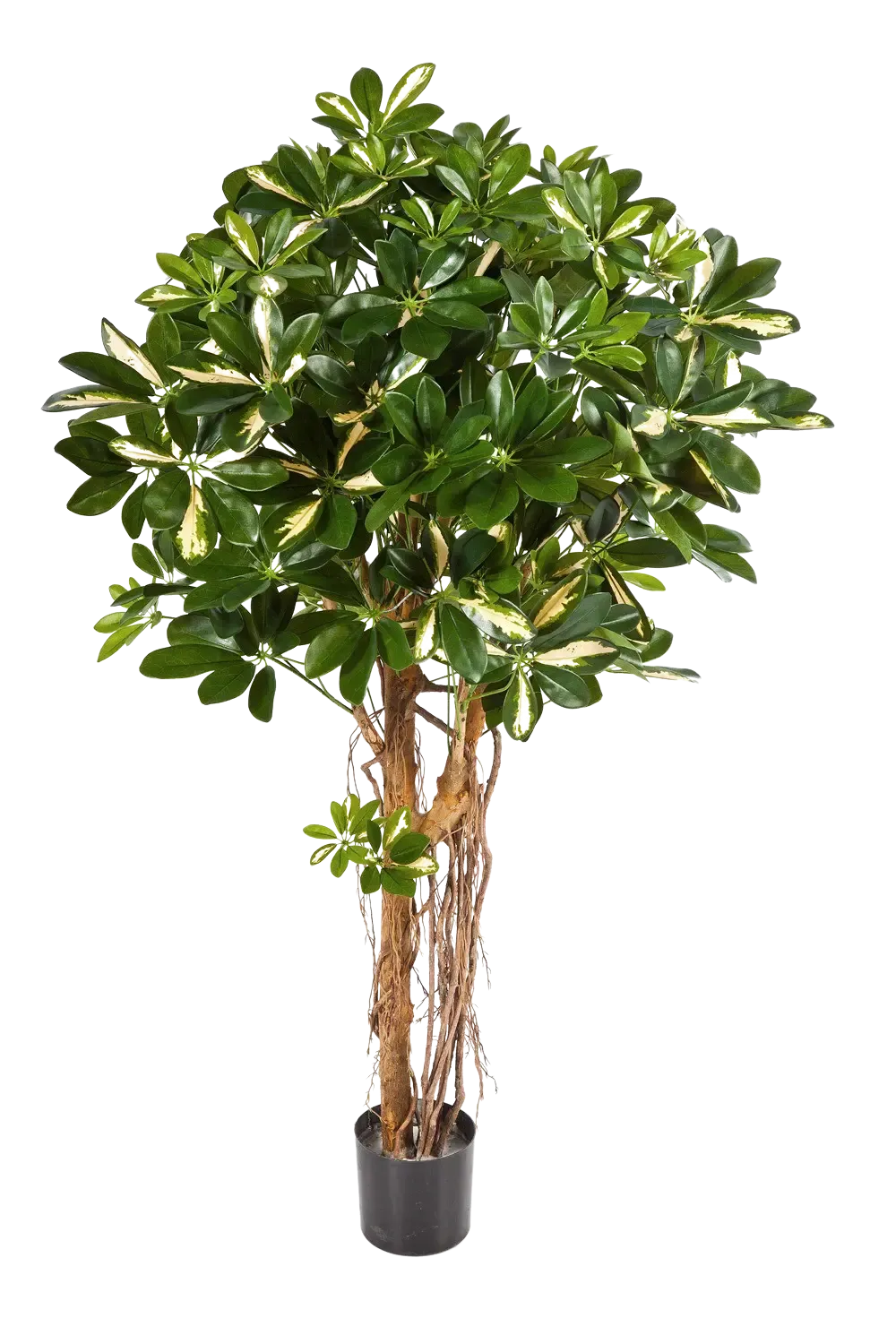 Künstliche Schefflera - Owen, 170 cm, Kunstbaum von aplanta, für drinnen