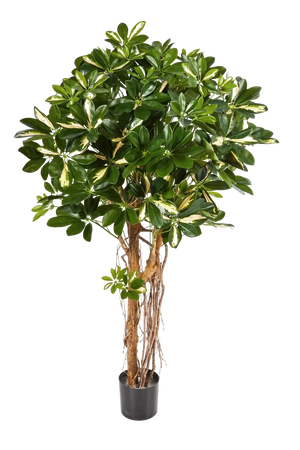 Künstliche Schefflera - Owen, 170 cm, Kunstbaum von aplanta, für drinnen