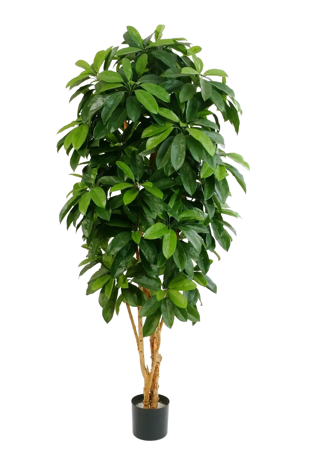 Künstliche Schefflera - Ove, 172 cm, Kunstbaum von aplanta, mit Echtholzstamm, in Natur, für drinnen
