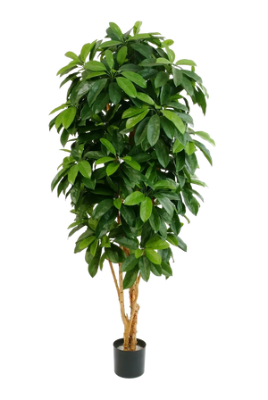 Künstliche Schefflera - Ove, 172 cm, Kunstbaum von aplanta, mit Echtholzstamm, in Natur, für drinnen