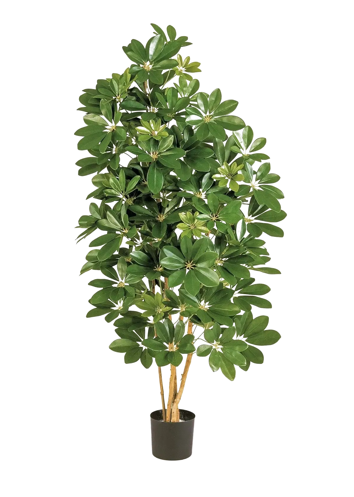 Künstliche Schefflera - Omer, 170 cm, Kunstbaum von aplanta, in Natur, für drinnen