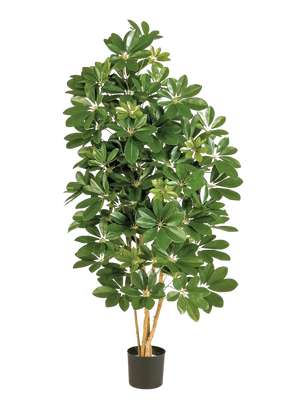 Künstliche Schefflera - Omer, 170 cm, Kunstbaum von aplanta, in Natur, für drinnen