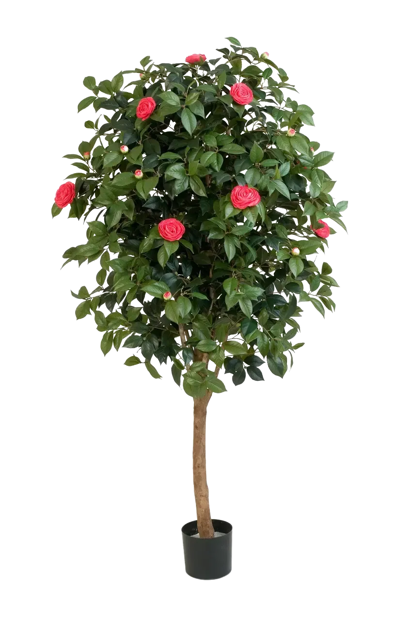 Künstlicher Kamelienbaum - Philina, 170 cm, Kunstbaum von aplanta, mit Echtholzstamm, im schwarzen Topf, in Natur