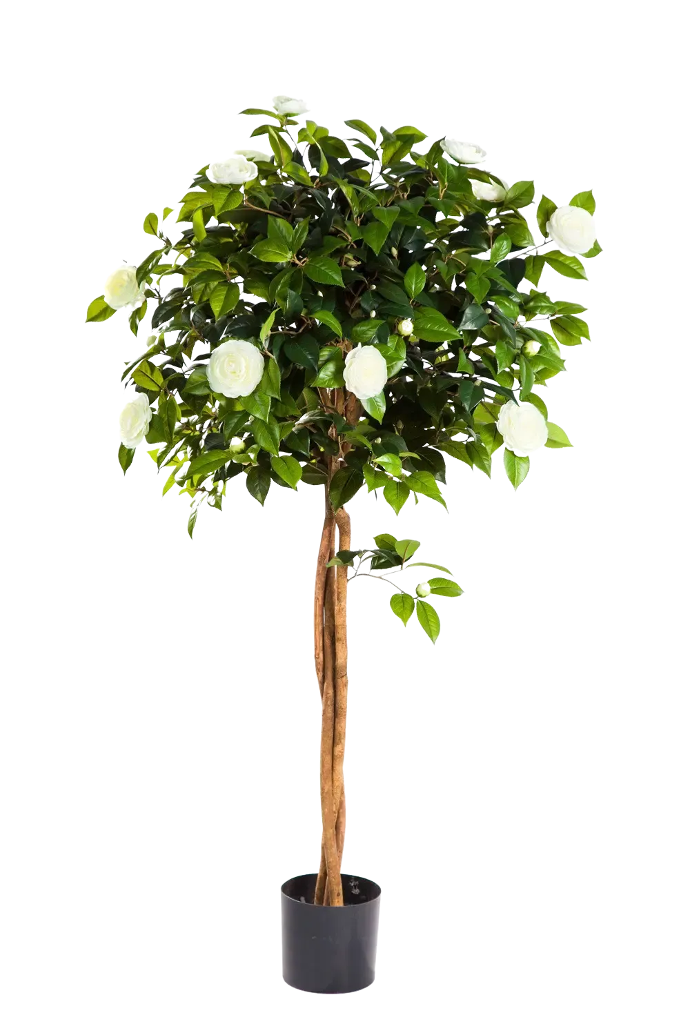 Künstlicher Kamelienbaum - Pina, 160 cm, Kunstbaum von aplanta, für drinnen