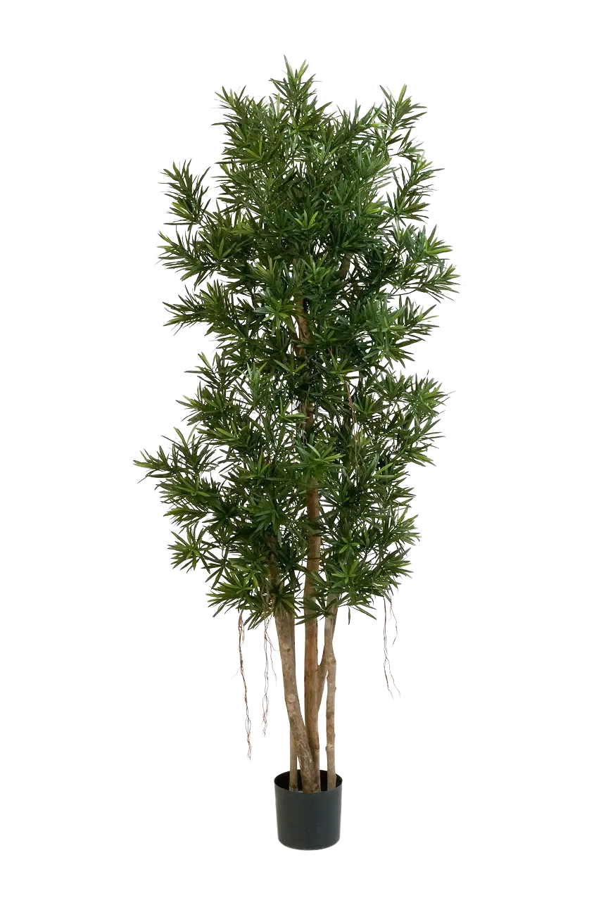 Künstlicher Podocarpus Reflexa- Paul, 210 cm, Kunstbaum von aplanta, in Natur, für drinnen
