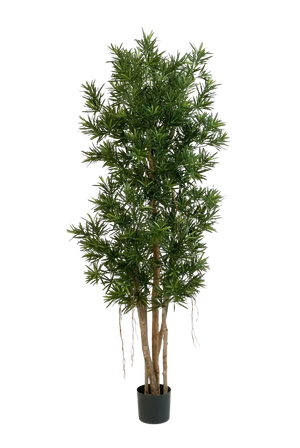 Künstlicher Podocarpus Reflexa- Paul, 210 cm, Kunstbaum von aplanta, in Natur, für drinnen