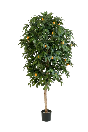 Künstlicher Orangenbaum - Pius, 170 cm, Kunstbaum von aplanta, mit Echtholzstamm, im schwarzen Topf, in Natur, für drinnen