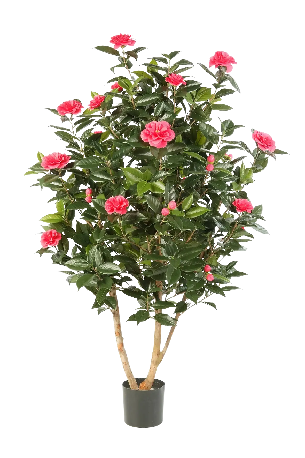 Künstliche japanische Kamelie - Phileas, 150 cm, Kunstbaum von aplanta, in Pink, für drinnen