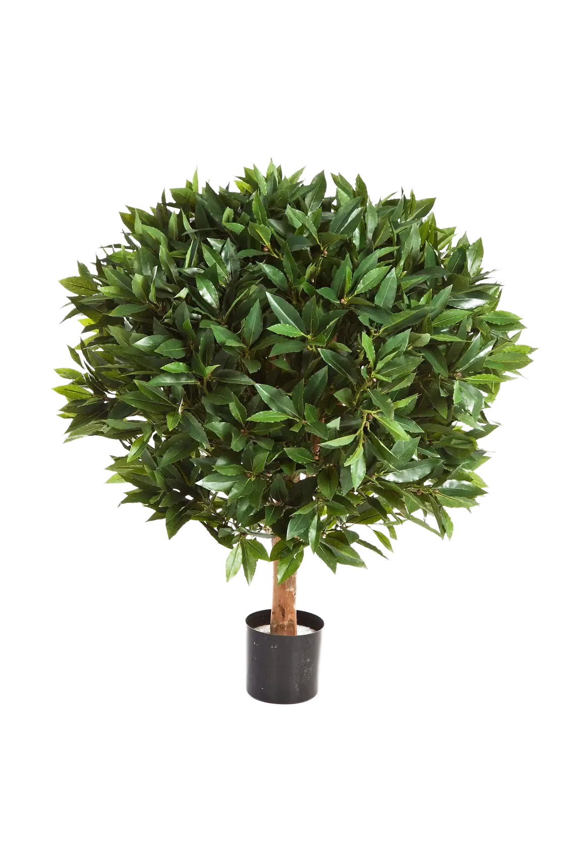 Künstlicher Lorbeer - Rosa, 55 cm, Kunstbaum von aplanta, mit Echtholzstamm, im schwarzen Topf, in Natur, für drinnen