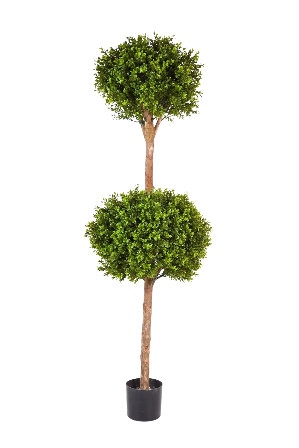 Künstlicher Buchsbaum - Ruben, 165 cm, Kunstbaum von aplanta, mit Echtholzstamm, im schwarzen Topf, in Natur, für drinnen