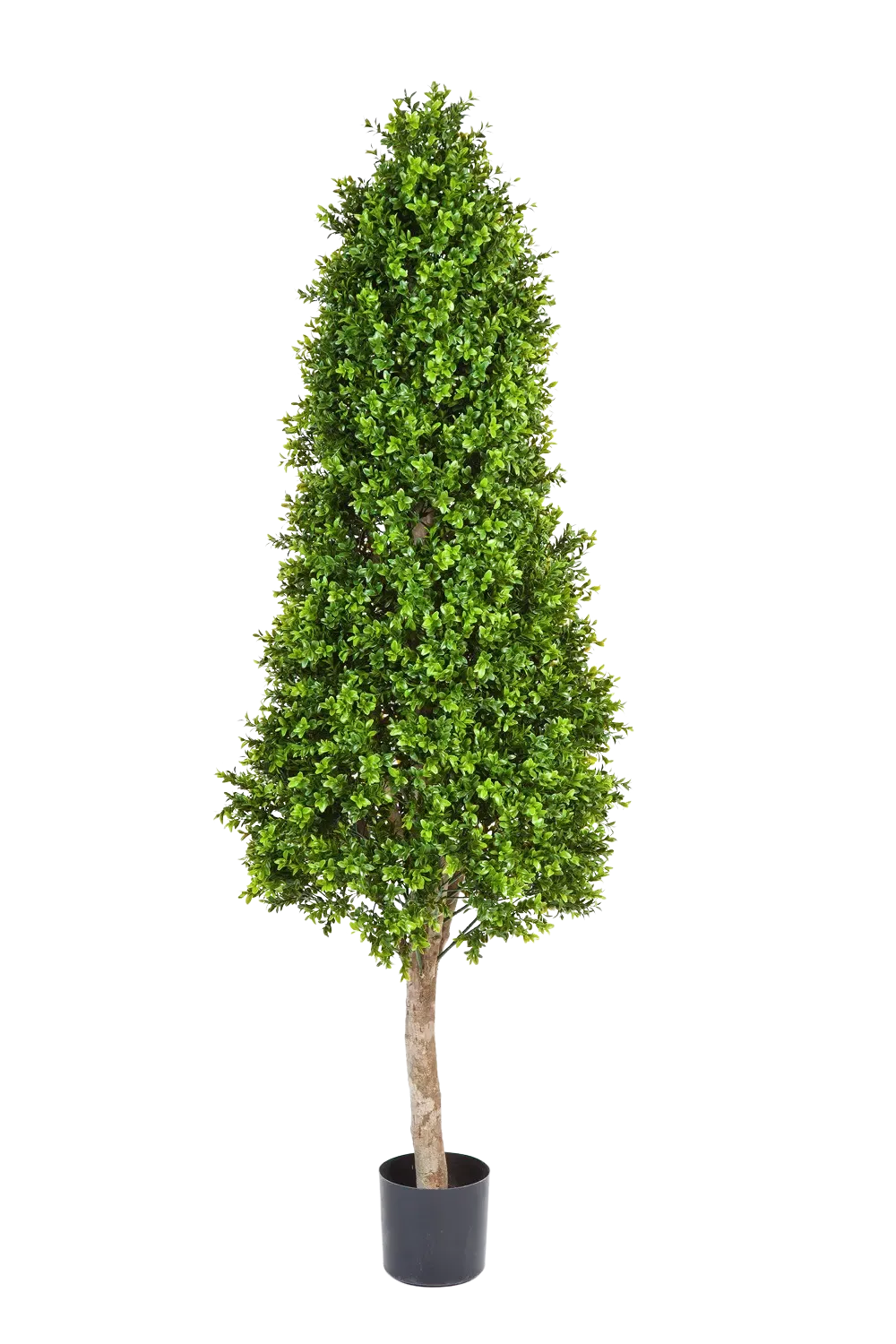 Künstlicher Buchsbaum - Rene, 170 cm, Kunstbaum von aplanta, im schwarzen Topf, in Natur, für drinnen
