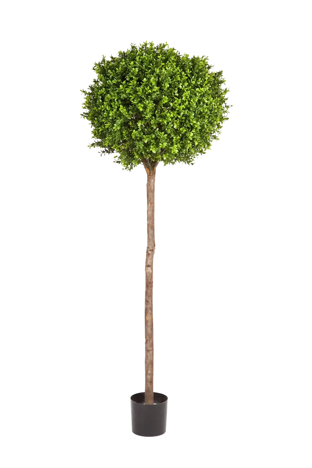Künstlicher Buchsbaum - Rayan, 170 cm, Kunstbaum von aplanta, im schwarzen Topf, in Natur, für drinnen