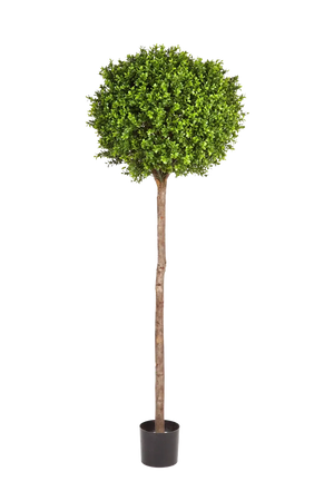 Künstlicher Buchsbaum - Rayan, 170 cm, Kunstbaum von aplanta, im schwarzen Topf, in Natur, für drinnen