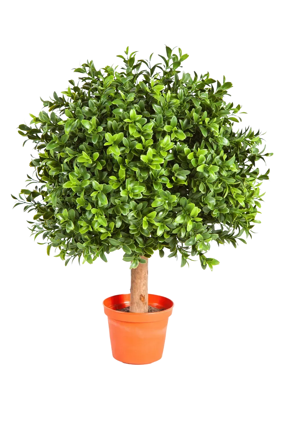 Künstlicher Buchsbaum - Rico, 40 cm, Kunstbaum von aplanta, mit Echtholzstamm, im schwarzen Topf, in Natur, für drinnen