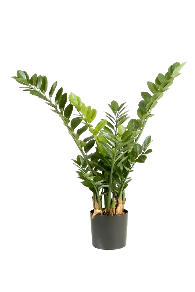 Künstliche Zamioculcas - Svea, 90 cm, Kunstpflanze von aplanta, in Natur, für drinnen