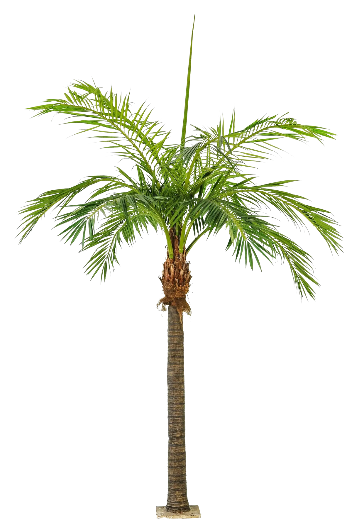 Künstliche Phoenixpalme - Saskia, 420 cm, Kunstbaum von aplanta, in Natur, für drinnen