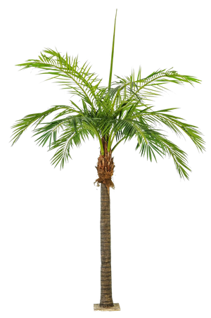 Künstliche Phoenixpalme - Saskia, 420 cm, Kunstbaum von aplanta, in Natur, für drinnen
