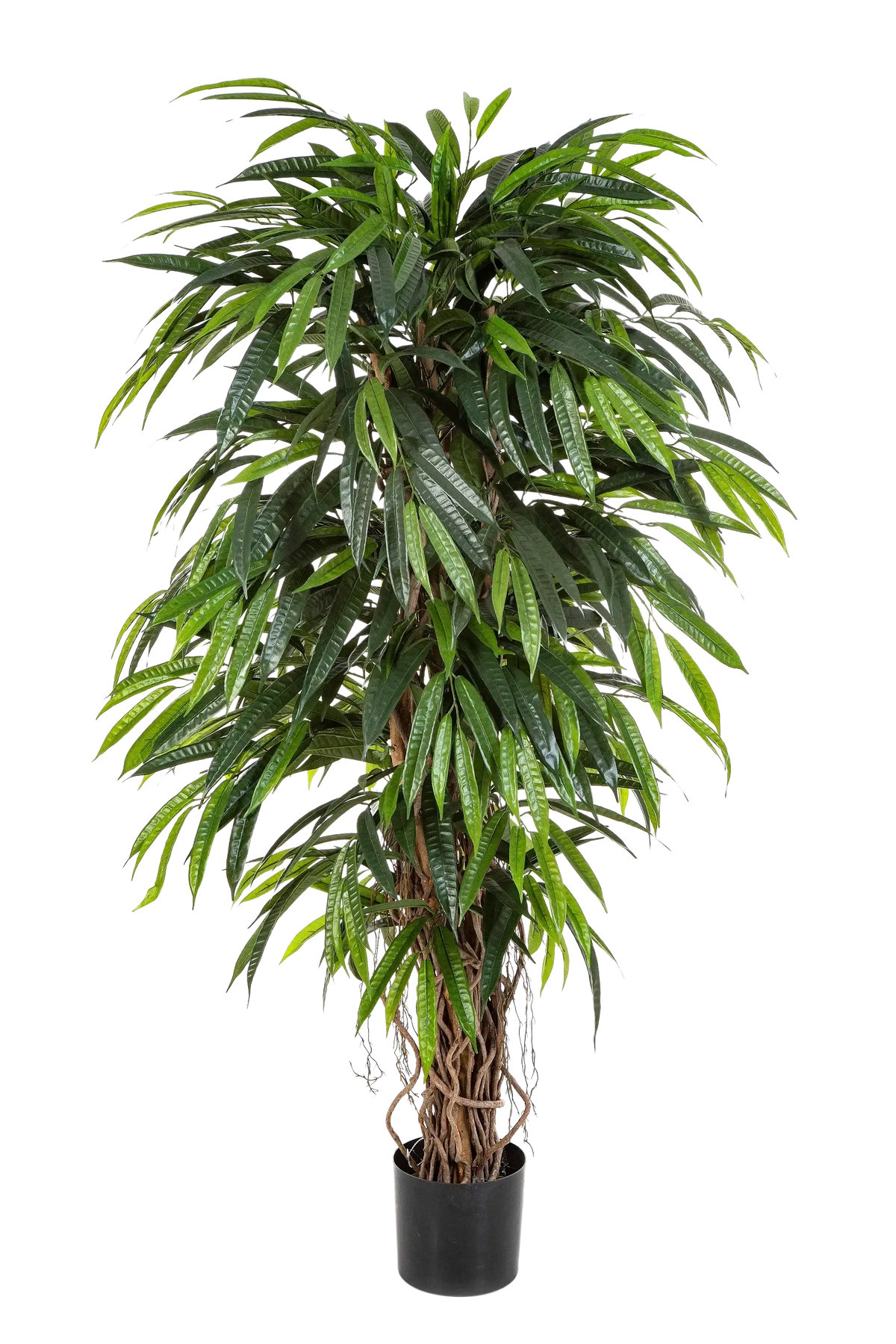 Künstliche Longifolia - Steven, 210 cm, Kunstbaum von aplanta, in Natur, für drinnen