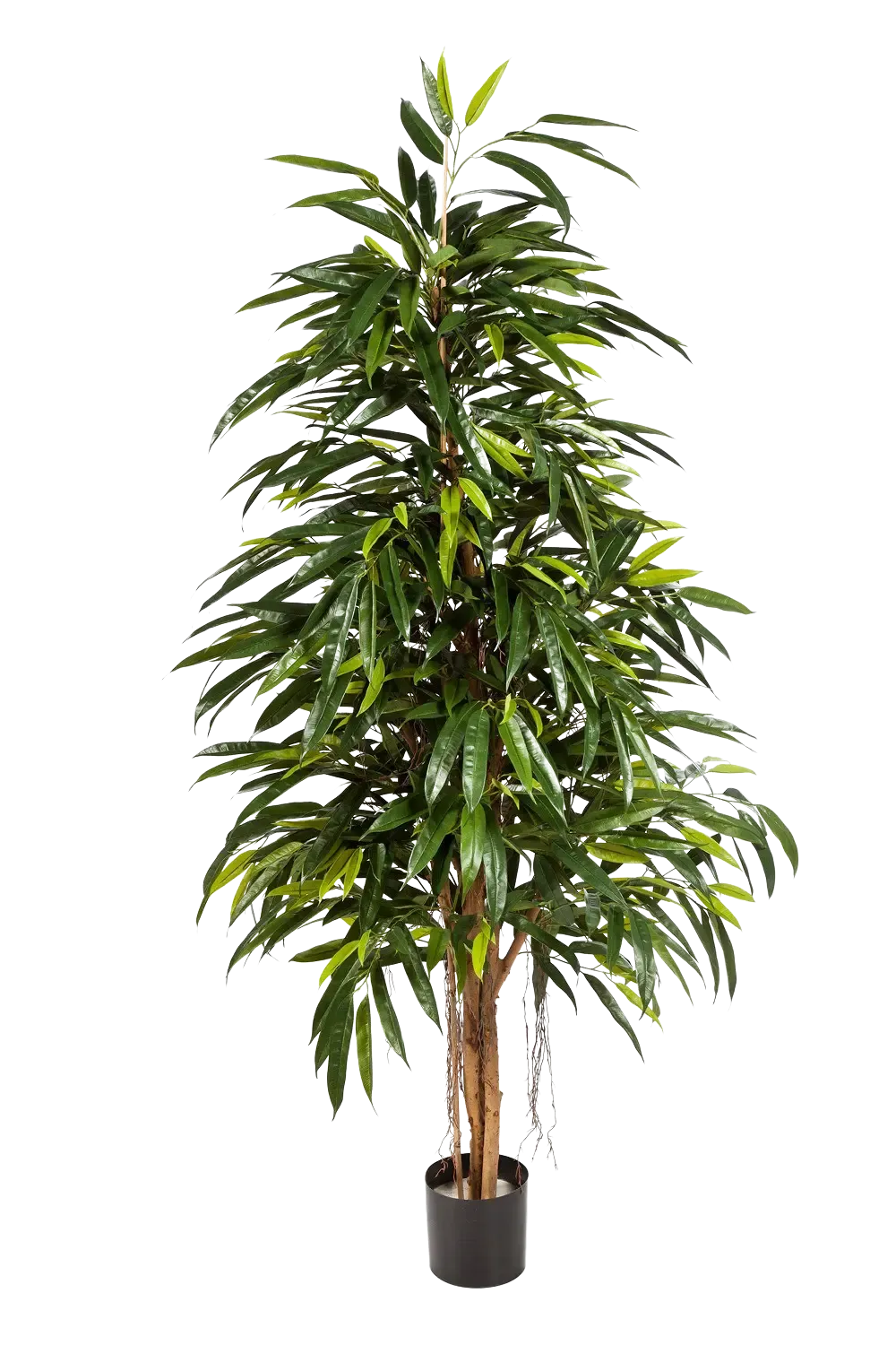Künstliche Longifolia - Steffen, 210 cm, Kunstbaum von aplanta, in Natur, für drinnen