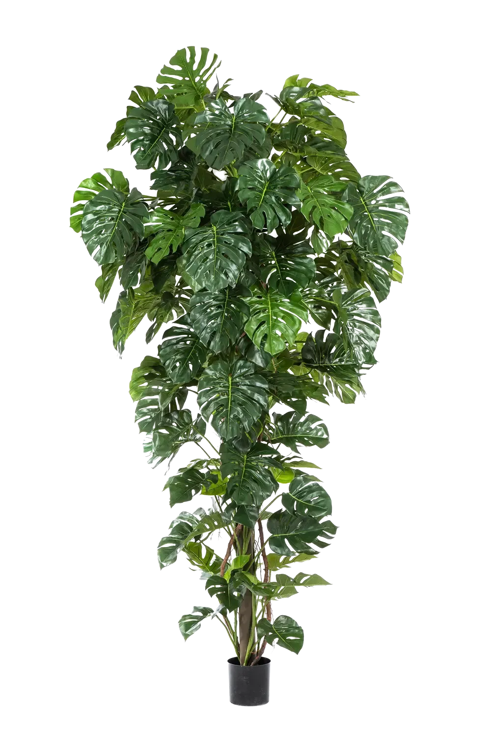 Künstliche Monstera - Chris, 280 cm, Kunstbaum von aplanta, mit Echtholzstamm, im schwarzen Topf, in Natur, für drinnen