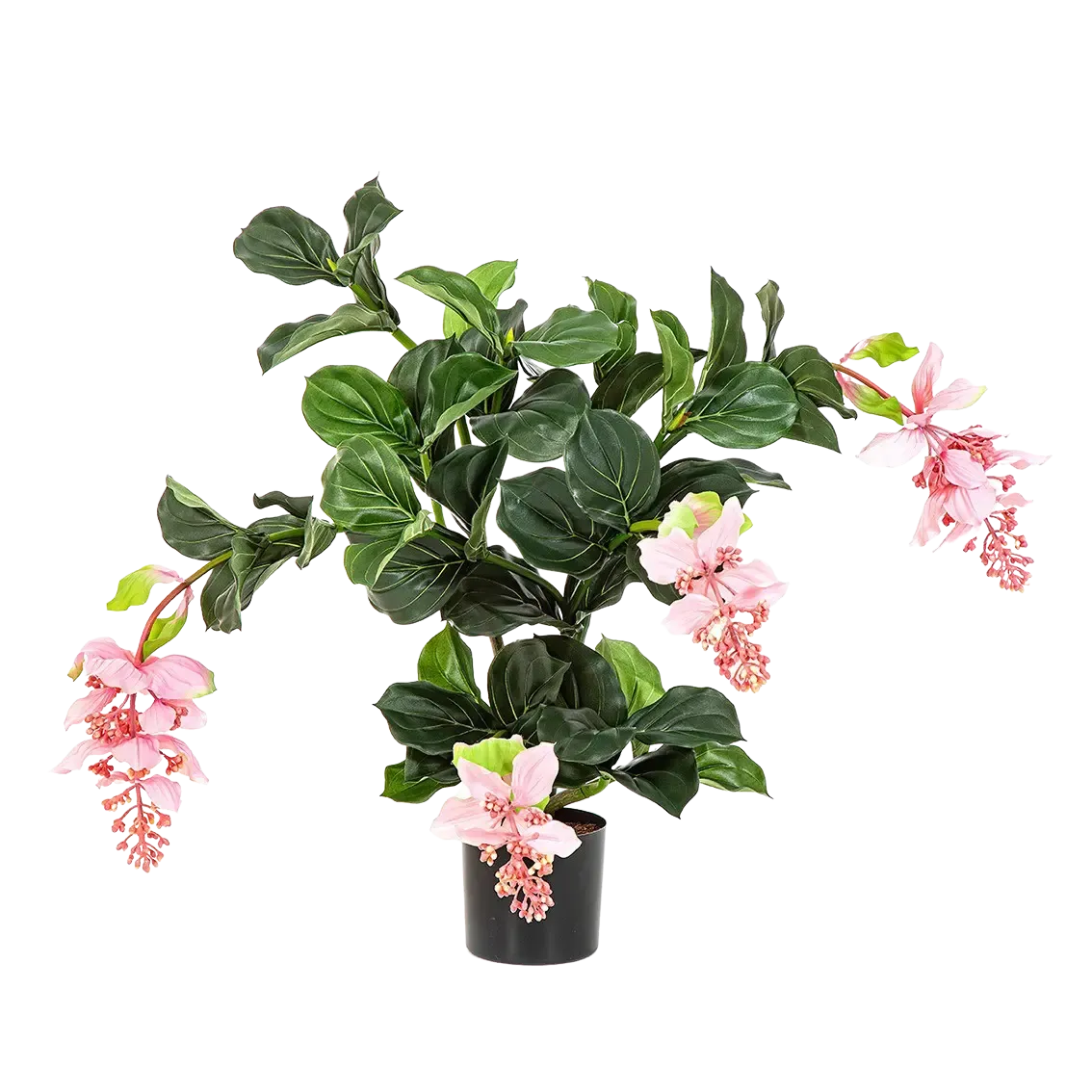 Künstliche Medinilla magnifica - Penelope, 78 cm, Kunstpflanze von aplanta, in Pink, für drinnen