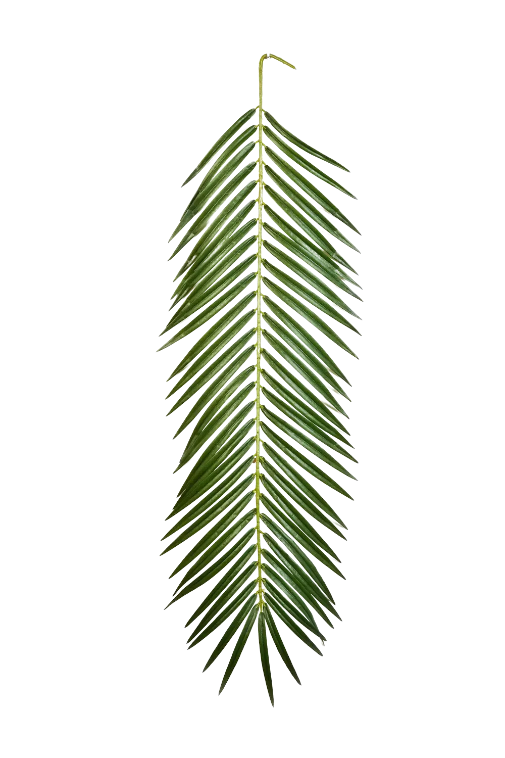 Künstliches Phoenixpalmenblatt - Oliwia, 88 cm, Kunstpflanze von aplanta, in Natur, für drinnen