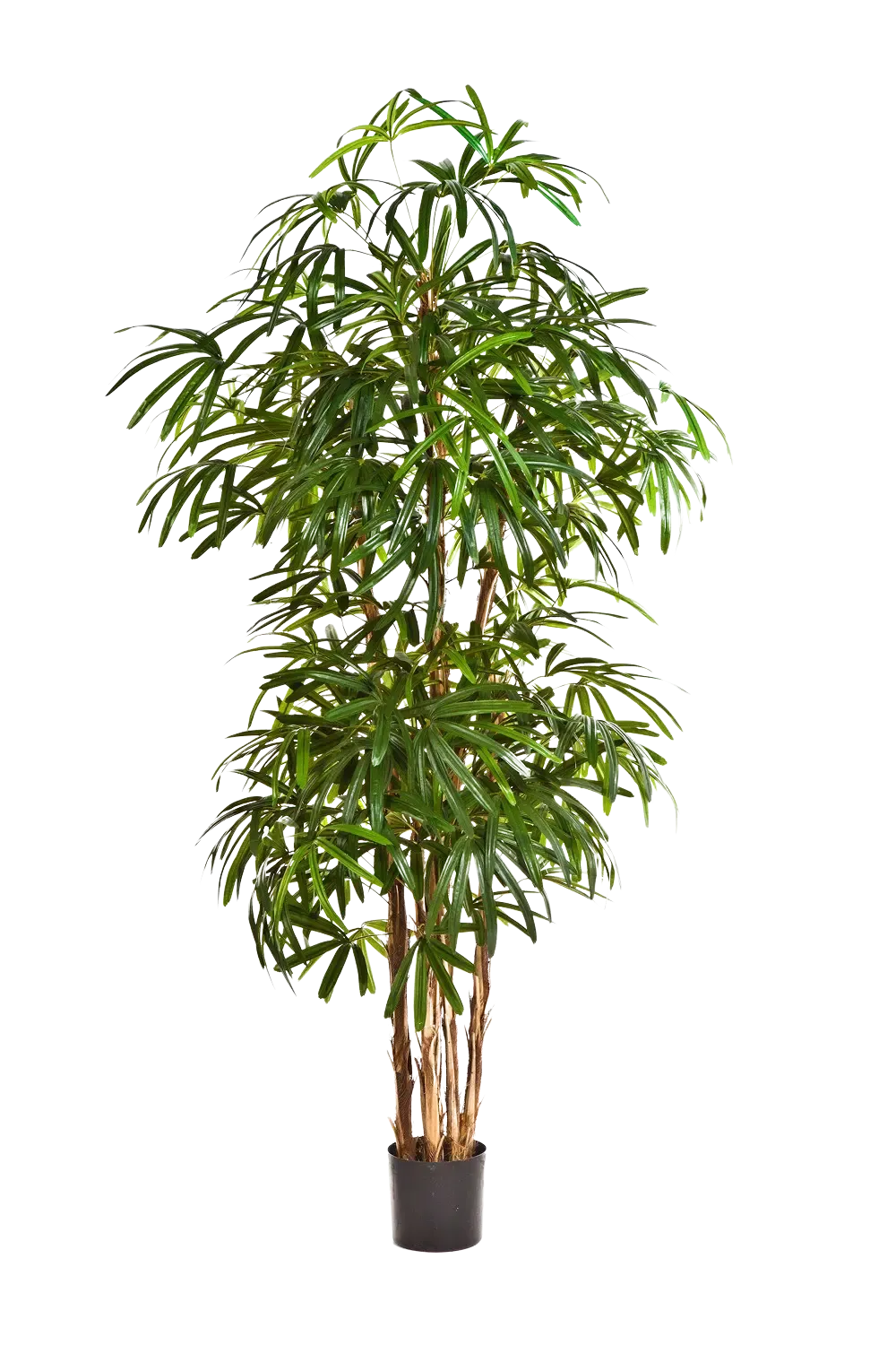 Künstliche Steckenpalme - Nela, 230 cm, Kunstbaum von aplanta, in Natur, für drinnen