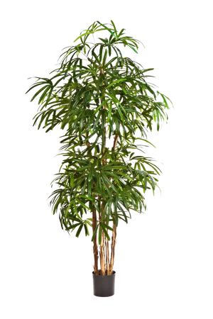 Künstliche Steckenpalme - Nela, 170 cm, Kunstbaum von aplanta, in Natur, für drinnen