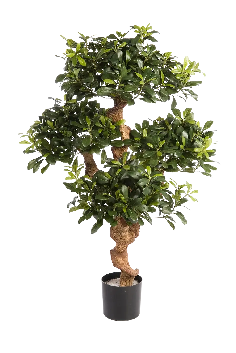 Künstlicher Pittosporum - Pierre, 120 cm, Kunstbaum von aplanta, im schwarzen Topf, in Natur, für drinnen