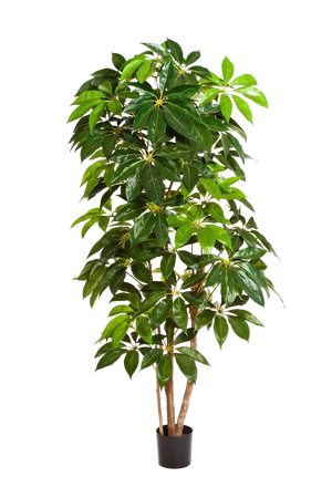 Künstlicher Schefflera Baum - Omar, 220 cm, Kunstbaum von aplanta, mit Echtholzstamm, in Natur, für drinnen