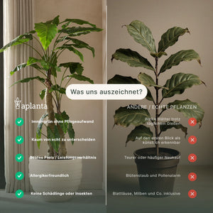 Künstliche Lilie - Isabell, 210 cm, Kunstbaum von aplanta, in Natur, für drinnen