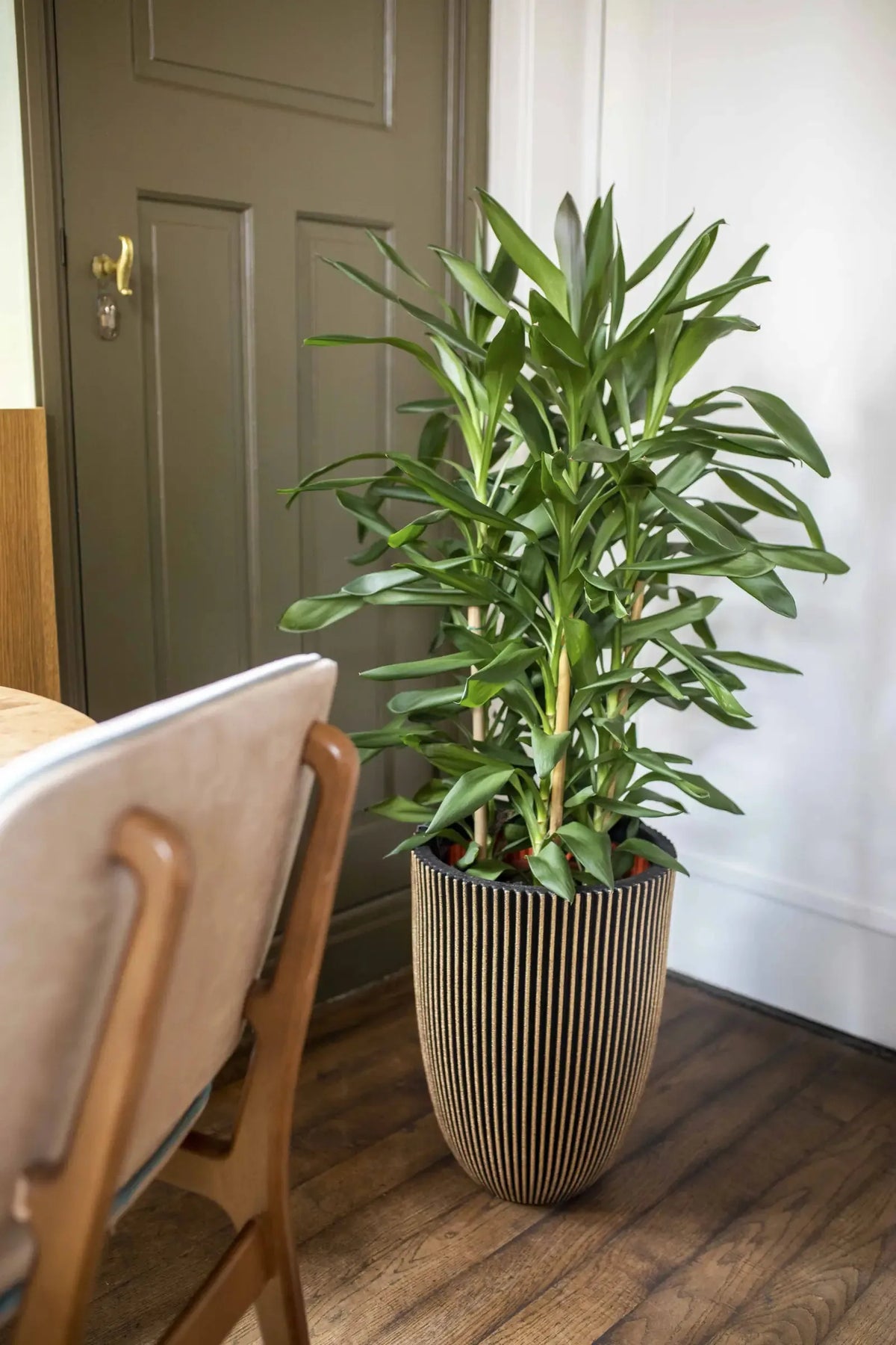 Blumentopf elegant niedrig Groove schwarz gold, 34x46cm, Pflanzkübel von aplanta, in Schwarz-Gold, für drinnen & draußen