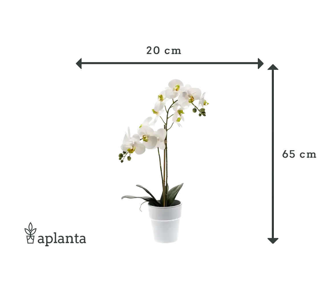 Künstliche Orchidee - Leonard, 65 cm, Kunstblume von aplanta, Real Touch, inkl. Dekotopf, in Natur, für drinnen