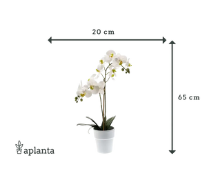 Künstliche Orchidee - Leonard, 65 cm, Kunstblume von aplanta, Real Touch, inkl. Dekotopf, in Natur, für drinnen