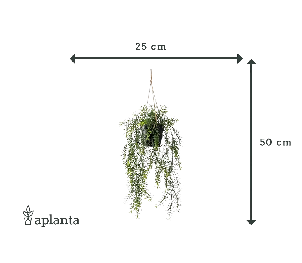 Künstlicher Hänge-Zierspargel - Kilian, 50 cm, Kunstpflanze von aplanta, inkl. Dekotopf, im schwarzen Topf, in Natur