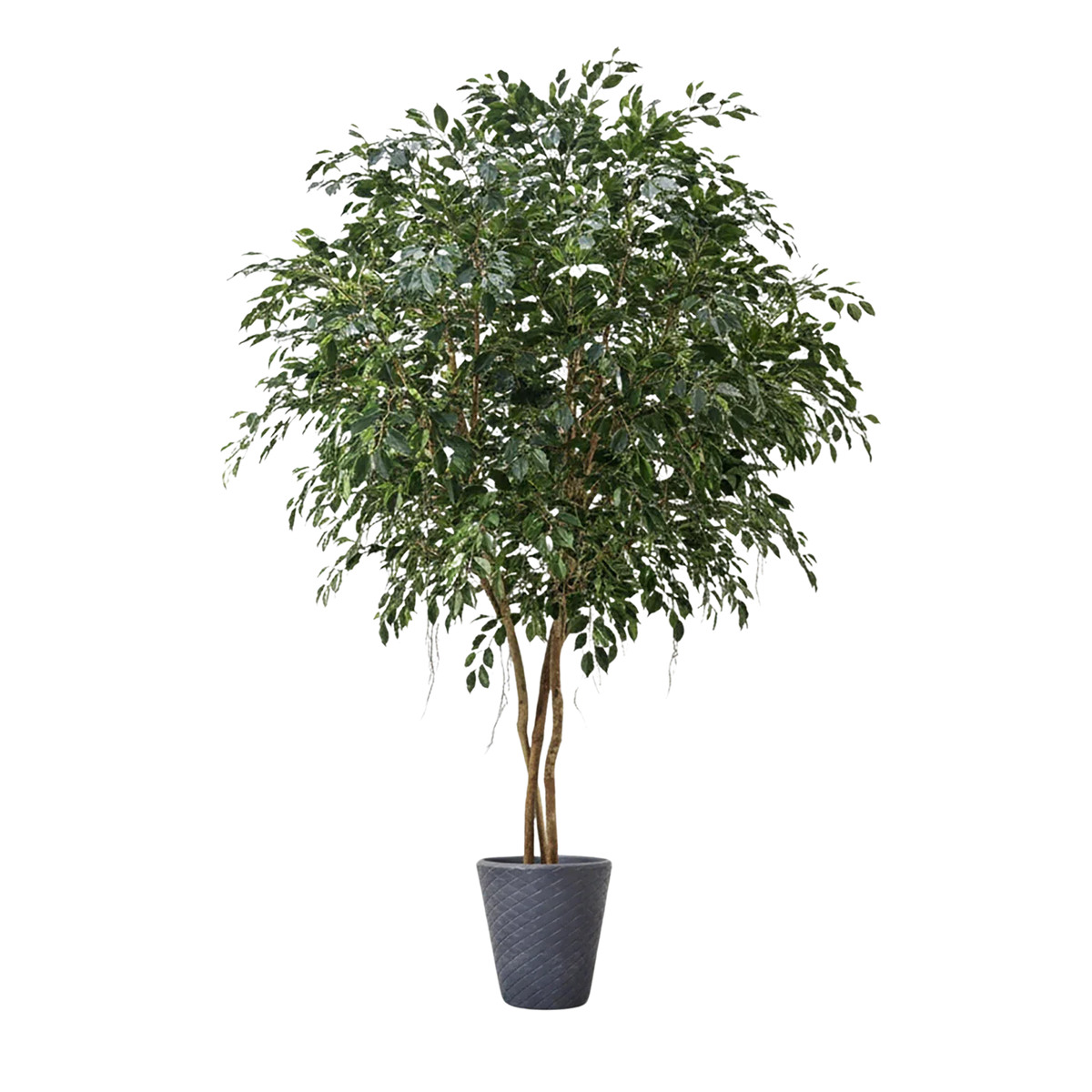 Künstlicher Ficus - Gajus, 400 cm, Kunstbaum von aplanta, feuerhemmend, in Grün, für drinnen