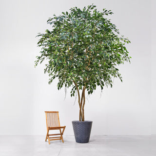Künstlicher Ficusbaum - Satos, 500 cm, von aplanta, in Grün, für drinnen
